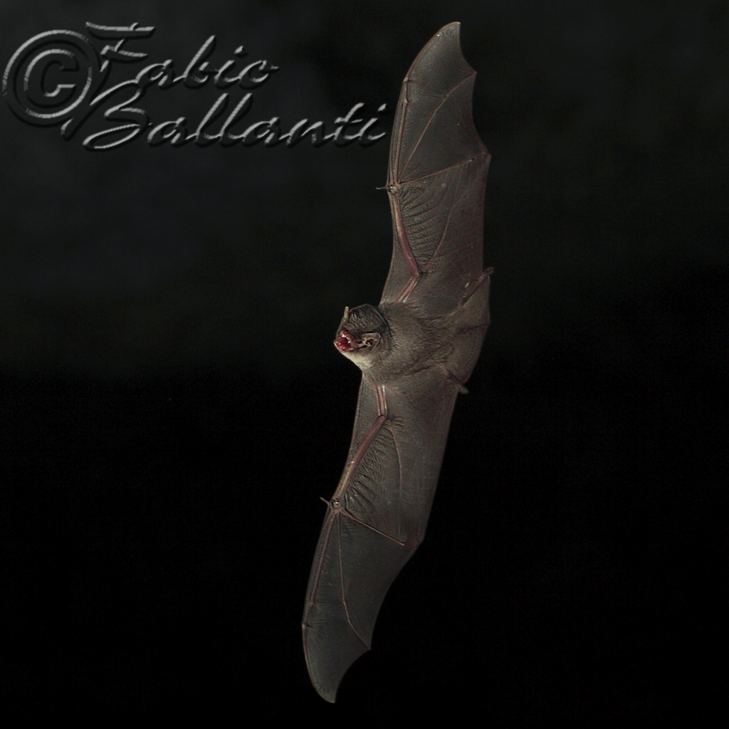 Miniopterus